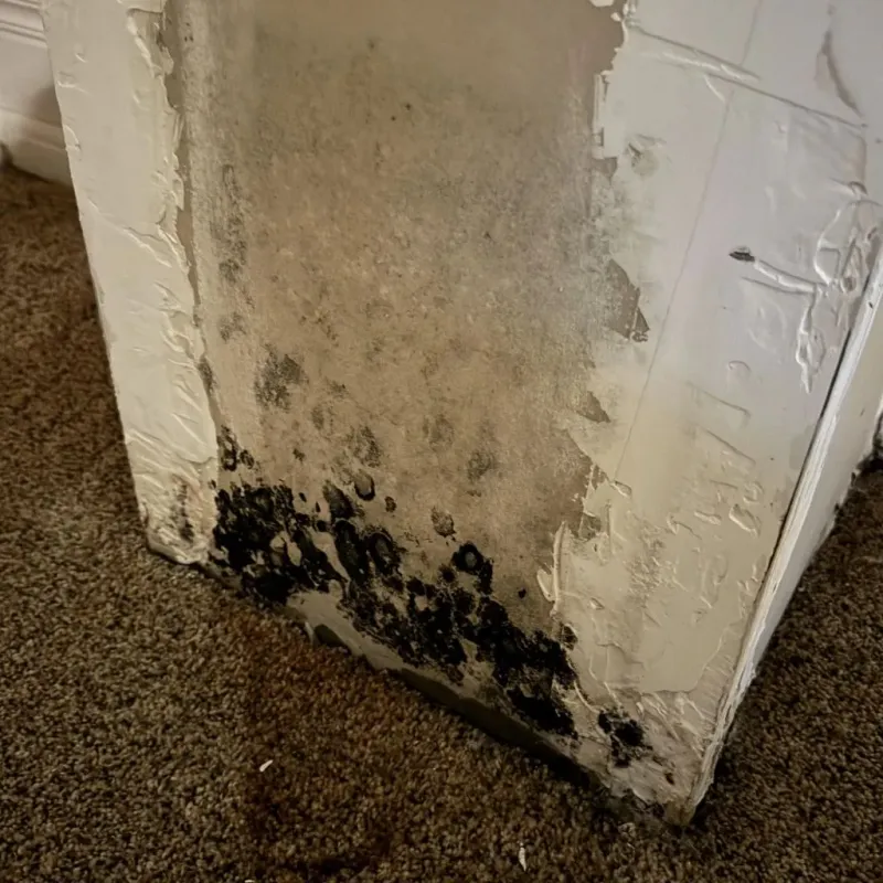 Professional Mold Removal in Floresville, TX